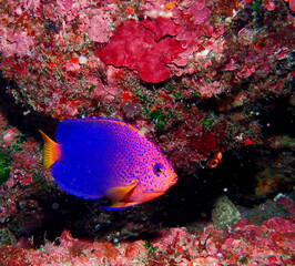 レンテンヤッコ