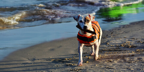 dog on the beach by the sea