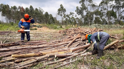 Mechanized vegetal suppression. Workers cutting trees with an eletric saw. 