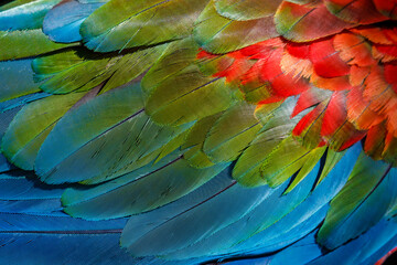 Fototapeta premium Abstract pattern of Macaw parrot feathers close-up