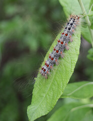A caterpillar of an unpaired silkworm devours a willow leaf on a summer day