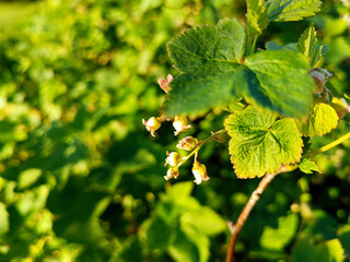 A young blackcurrant bush that blooms. selective focus.