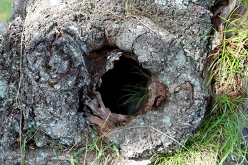 The root of a Japanese summer tree.