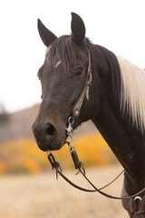 Paint Horse Headshot with Western Bridle