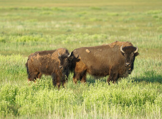 close up on wild bison on the meadow