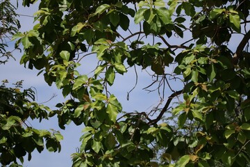 green leaves on the sky