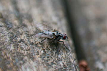 Fly on a wooden surface