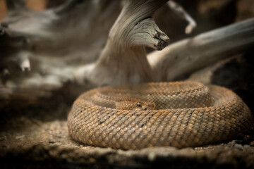 Snake under branch