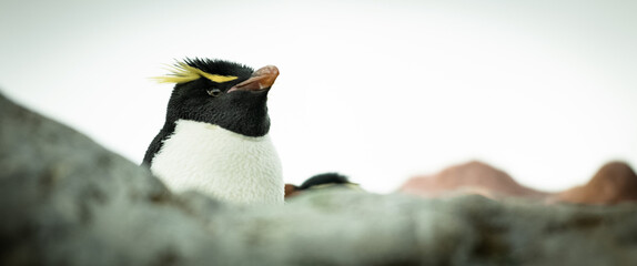 Epic Penguin