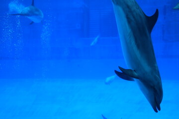 優雅に水槽を泳ぐイルカ