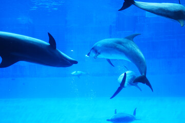 優雅に水槽を泳ぐイルカ