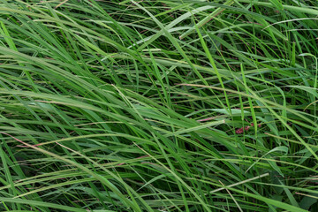 dense green field grass bent by the wind