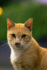close up of a stray cat