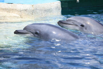 Fototapeta premium 水槽を泳ぐイルカ
