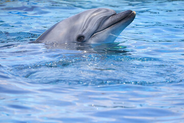 水槽を泳ぐイルカ