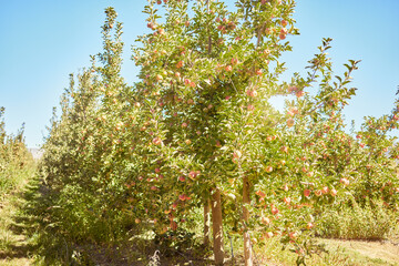 Fototapeta na wymiar Fresh red apples growing in season on trees for harvest on a field of a sustainable orchard or farm outside on sunny day. Juicy nutritious and organic fruit to eat growing in a scenic green landscape