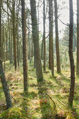Pine trees growing in a forest with dry grass and green plants. Scenic landscape of tall and thin trunks with bare branches in nature during autumn. Uncultivated and wild shrubs growing in the woods