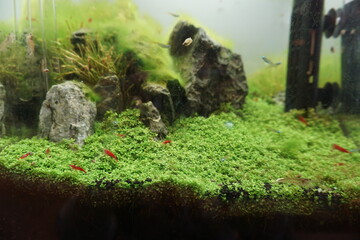 アクアリウム水槽の中の苔と水草とエビと魚たち