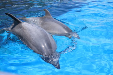 水槽を泳ぐイルカ