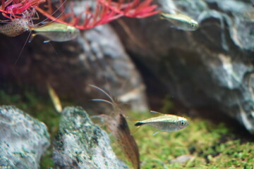 アクアリウムの中で泳ぐ沢山の魚とエビ