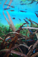 アクアリウムの中で泳ぐ魚、青い体に赤い腹のネオンテトラの群れ