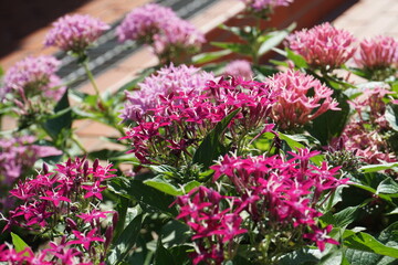 元気に咲いているピンクの小さい花の群れ