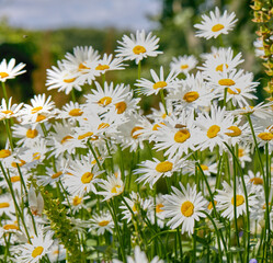 Closeup of white daisy flowers in field outside during a summer day. Zoomed in on blossoming plants growing in the garden and backyard in spring. Small beautiful little elegant wild marguerite flower