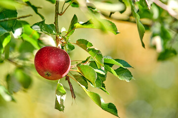 A single red apple growing and hanging on a tree branch in a sustainable farm outdoors with copy space. Ripe and juicy fruit cultivated for harvest. Fresh and organic produce growing in an orchard