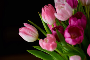 Copyspace with a bunch of colorful tulip flowers against a black background. Closeup of beautiful flowering plant with pink petals and green leaves blooming and blossoming. Bouquet for valentines day