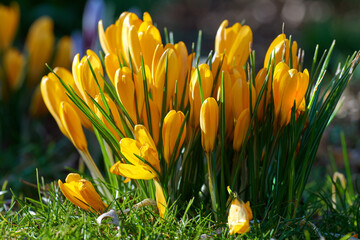 Yellow crocus flavus flowers growing in a garden or forest outside in the sun. Closeup of a...