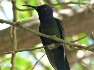 beautiful hummingbird in green tree 