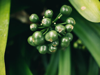 Clivia is a genus of monocot flowering plants native to southern Africa