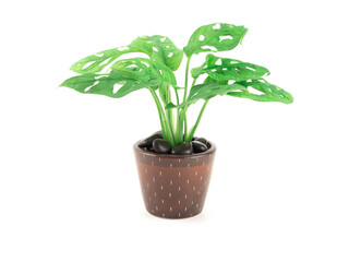 Monstera adansonii (Monstera Obliqua Miq) "Monkey leaf" swiss cheese plant in brown pot and sprinkled with black stone isolated on a white background..