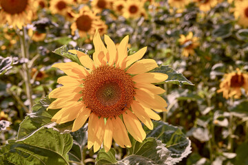 Common yellow sunflowers growing in a field or botanical garden on a bright day outdoors. Helianthus annuus with vibrant petals blooming in spring. Scenic landscape of plants blossoming in a meadow