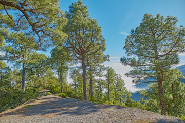 Fototapeta na wymiar Landscape view of pine, fir or cedar trees growing on a quiet hiking trail in mountain woods of La Palma, Spain. Lush green leaves in a wild, remote coniferous forest and environmental nature reserve