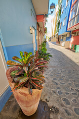 Croton pot plants in a narrow street between old town houses. Ornamental potted Variegated Crotons or Codiaeum variegatum flowering plant growing outdoors in a tiny old town of Santa Cruz, La Palma © SteenoWac/peopleimages.com