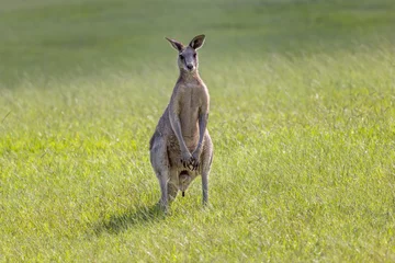 Tuinposter Frontal photo of a male Eastern Grey Kangaroo (Macropus giganteus) standing on a grass field in New South Wales, Australia, and looking alert towards the camera while pooping. © Francisco