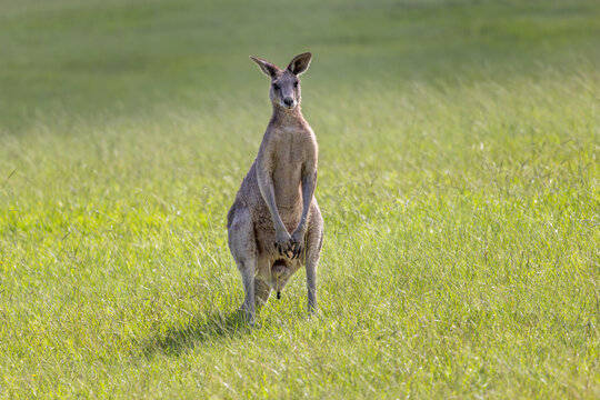 Frontal photo of a male Eastern Grey Kangaroo (Macropus giganteus) standing on a grass field in New South Wales, Australia, and looking alert towards the camera while pooping.