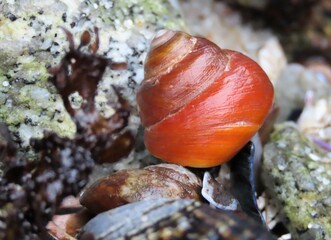 Earthy Color Sea Shell