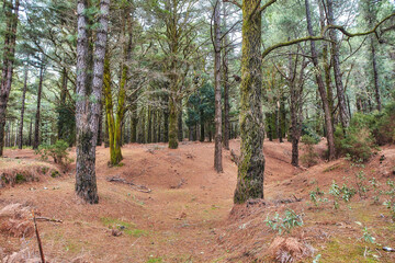 Pine trees in a forest in winter on the mountains. Landscape of many dry tree trunks on a sandy hill. A wild empty environment on the mountain of La Palma, Canary Islands, Spain in autumn