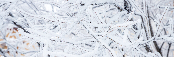 Snow and rime ice on the branches of bushes. Beautiful winter background with twigs covered with...