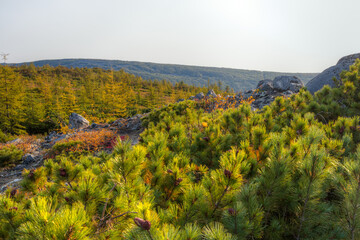 Autumn landscape. View of dwarf pines, rocks and larch forest in the mountains. Beautiful northern nature. Travel and hiking in nature.