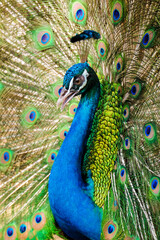 beautiful peacock and feather pattern