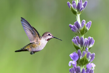 Tiny hummingbird over bright summer background