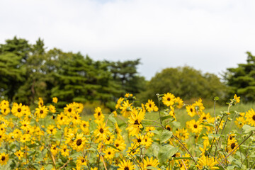 ひたち海浜公園のひまわり