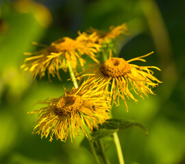 Closeup of withered and dried daisies in a field in autumn. Dying pollinated flowers with yellow pistils in a garden or backyard. Group of marguerite shedding in a park during the fall season