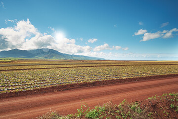 Landscape view of growing pineapple plantation field with blue sky, clouds and copy space in Oahu,...