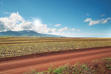 Fototapeten Landscape view of growing pineapple plantation field with blue sky, clouds and copy space in Oahu, Hawaii, USA. Dirt road leading through agriculture farms. Farming fresh and nutritious vitamin fruit © SteenoWac/peopleimages.com