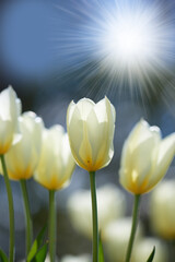 Bright sunshine over tulip flowers in a garden or field outdoors. Closeup of a beautiful bunch of flowering plants with white petals blooming and blossoming in nature during a sunny day in spring