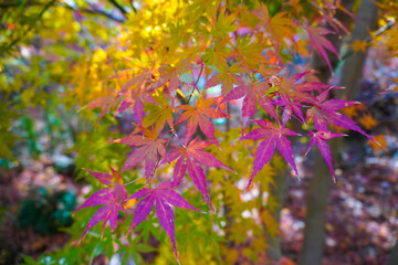 Autumn leaves in Japanese garden